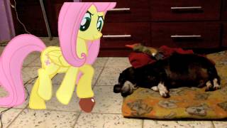 Fluttershy gives my dog an apple MLP in real life [upl. by Warfore]