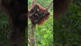 紅毛猩猩Bornean OrangutanTaipei Zoo [upl. by Lorelle]