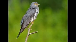 Cuckoo 1h bird sound [upl. by Gautious172]