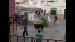 VALENTIN fiestas 20120626 Vaquillas Cogida a un mozo [upl. by Alcine710]