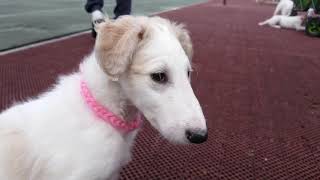 Borzoi puppies [upl. by Walke]