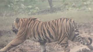 tiger entry satpura National park main [upl. by Spiers533]