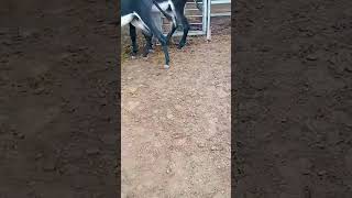 Funniest Donkey Ever Donkey Training the fun way 4445 [upl. by Erhart]