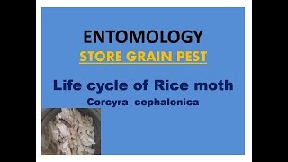 Life cycle of Rice moth corcyra cephalonica [upl. by Nievelt]