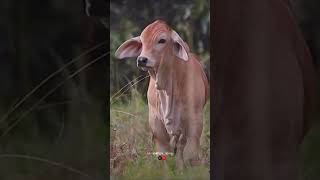 Brahman cow babys cow [upl. by Nnaeus]