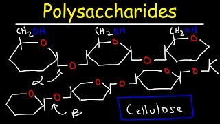 Polysaccharides  Starch Amylose Amylopectin Glycogen amp Cellulose  Carbohydrates [upl. by Parsaye]