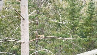 Sentier des cimes Laurentides [upl. by Mckenna]