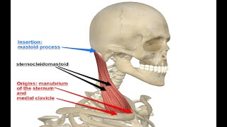 Two Minutes of Anatomy Sternocleidomastoid SCM Muscle [upl. by Oinotnaocram]