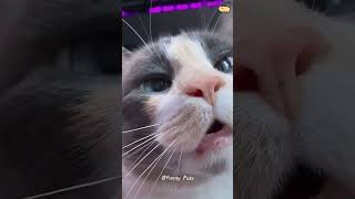 funny catcatcatscatlover catshorts funnycatsyoutubeshorts funnyvideo music [upl. by Lahcsap]