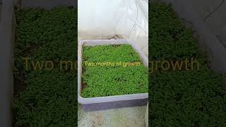 Emersed aquarium plants farming  Emersed Monte Carlo  aquascape aquariumplant montecarlo [upl. by Anetta]