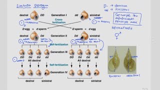 Maternal Inheritance Maternal Effect [upl. by Romy147]