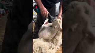 Chris speed shearing with Makita battery powered sheep shearing Handpiece in Victoria Australia [upl. by Veedis]