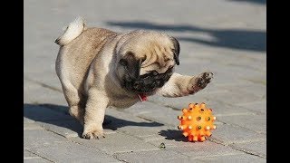 Funniest and Cutest Pug Dog Videos Compilation 2020 [upl. by Eladnar326]