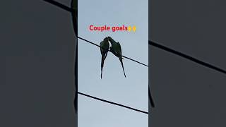 Love is in the airohho🥰🥰love birdsrelatablesituations couplegoalsbirdslover parrotsshorts [upl. by Markowitz]