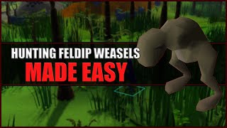 Quick Guide to Hunting Feldip Weasels in OSRS  Hunter Guide [upl. by Nahtnoj]