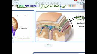 CNS Anatomy  L1  The Meninges Of The Brain And Dural Venous Sinuses  Mutah [upl. by Oicaroh]