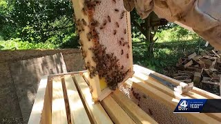 South Carolina agriculture forestry threatened by decreasing bee population experts say [upl. by Odeen]