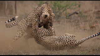 Male Cheetahs Fight Over Female  Kruger National Park [upl. by Alhan]