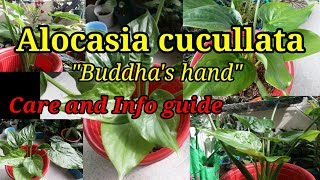 Alocasia cucullata quotBuddhas handquot Care tips and info [upl. by Naziaf819]