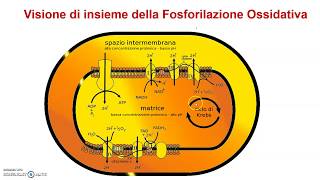 Fosforilazione ossidativa [upl. by Diarmid]