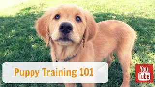 Puppy Training 101 [upl. by Iline]