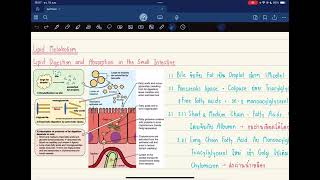 Pharm Biochem  Lipid Digestion and Absorption in The Small Intestine [upl. by Eversole]