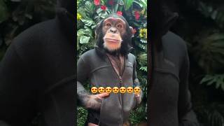 The Smartest Primates Chimpanzee shorts animals pets [upl. by Kristof]