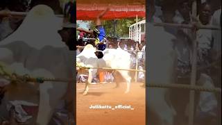 vadamanjuvirattu love jallikattu 2024 bull karthi tamilculture [upl. by Ilonka204]