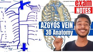 Azygos vein anatomy  Hemiazygos vein anatomy  Accessory hemiazgyos vein anatomy [upl. by Schilt]