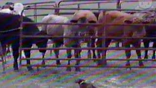 Dachshund helps farmer roundup cattle [upl. by Acinimod]