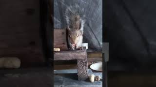 🐿️ SQUIRRELY SQUIRREL 🐿️ 5Th Night out [upl. by Ayikahs]