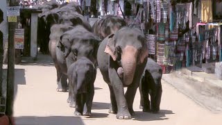 Twin baby elephants at the Pinnawala Elephant Orphanage  ピンナワラ象孤児院の双子の象の赤ちゃん Baby elephants [upl. by Lennod]