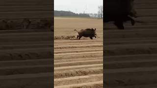 Farmer Calls me to Eradicate Hogs 💰 texas thermal drone feralhogs hog hunting [upl. by Nordna768]