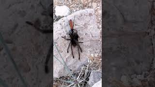 Tarantula Hawk Victorious [upl. by Randell]