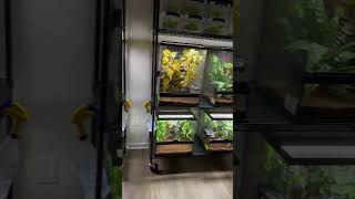 New Reptile Room Tour reptiles crestedgecko terrarium geckobreeder geckolife [upl. by Adigirb578]