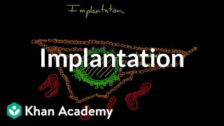 Implantation  Behavior  MCAT  Khan Academy [upl. by Aiepoissac]