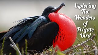 Meet the Incredible Frigate Bird – The Ultimate Sailor of the Skies [upl. by Wayne800]