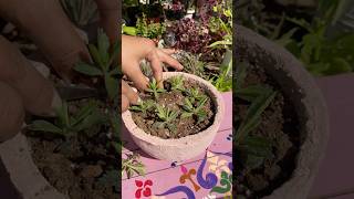 Kalanchoe 🪴🥹 youtubeshorts kalanchoes plants flowers garden gardening shorts shortsvideo [upl. by Theodosia]