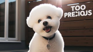 Bichon Frise Barking [upl. by Bria]