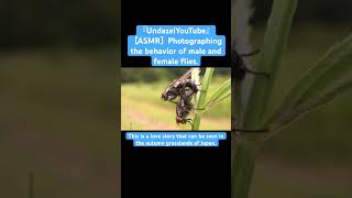 【ASMR】Photographing the behavior of male and female flies love mukbang mating fly god yt bug [upl. by Fredra]