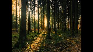 🌲 Звуки леса пение птиц звуки природы 🌲 [upl. by Ailasor805]