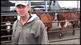 The benefits of crossbreeding dairy cattle ProCross Dairy  Kevin Prins Oakdale CA [upl. by Poppy]