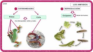 LOS ANFIBIOS descubre su fascinante mundo desde el Renacuajo al Sapo  Educación primaria TERCERO [upl. by Nilatak]