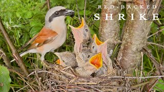 Redbacked shrike Birds in breeding season Bird nest with five chicks [upl. by Dnyletak628]