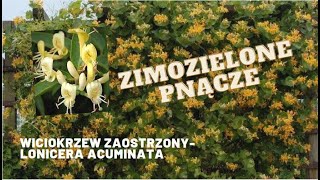 Wiciokrzew zaostrzony Lonicera acuminata  ZIMOZIELONE kwitnące pnącze do ogrodu i na taras [upl. by Dekow]