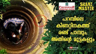 Two snakes and their eggs found in the well  Vava Suresh  Snakemaster EP 453 [upl. by Cyrus]