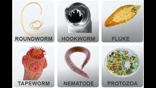 Microbiology of Parasites [upl. by Melburn]