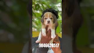 Beagle puppies for sale in 📍Kerala 📞9846628517 shorts [upl. by Uile]