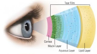 MEIBOMIAN GLAND 1928 [upl. by Quintessa]