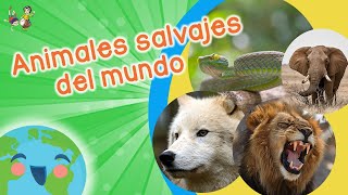 Animales Salvajes para Niños Videos Educativos para Niños [upl. by Nerak]